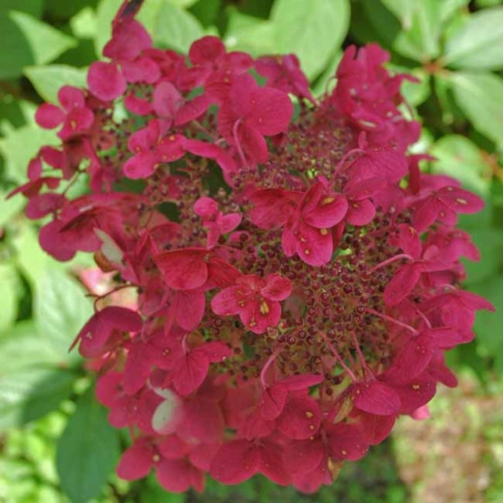 Hydrangea paniculata Wim's red - Pluimhortensia