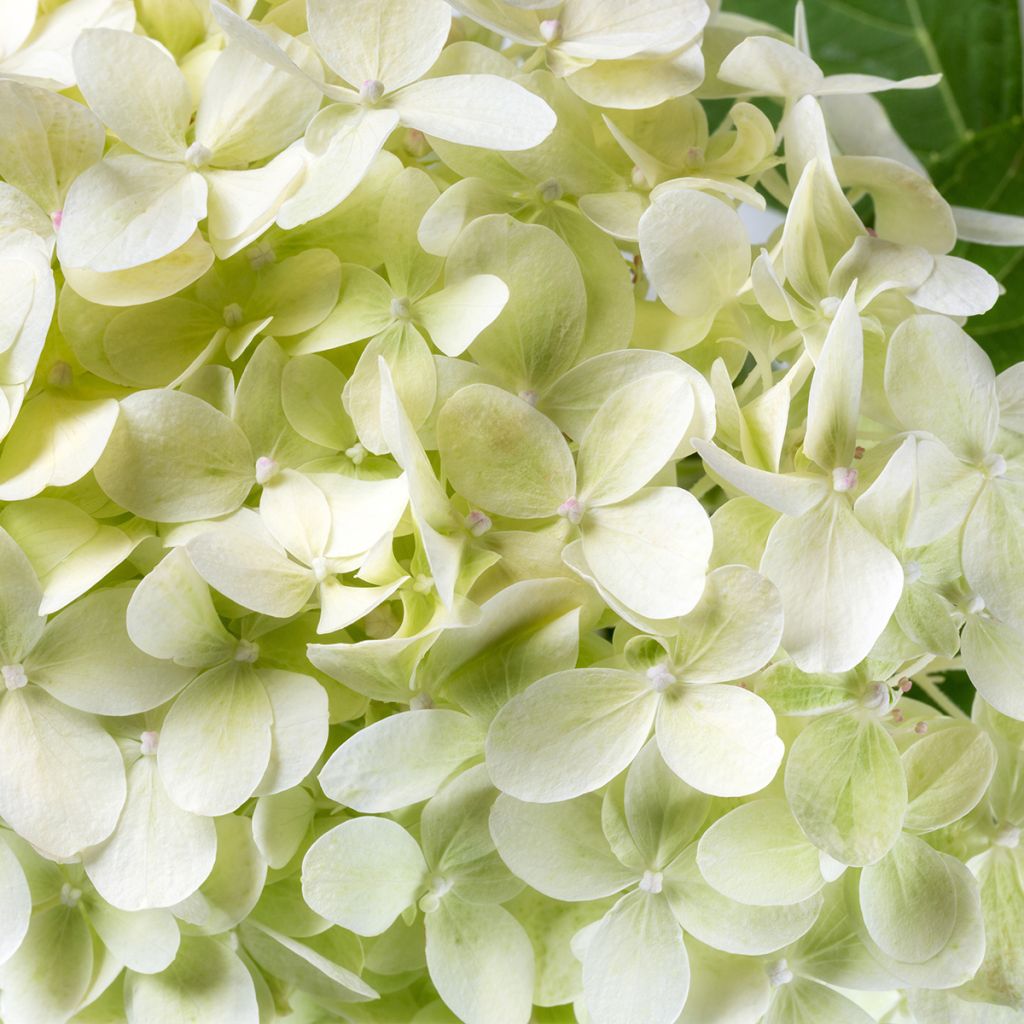 Hydrangea arborescens BellaRagazza Limetta - Struikhortensia