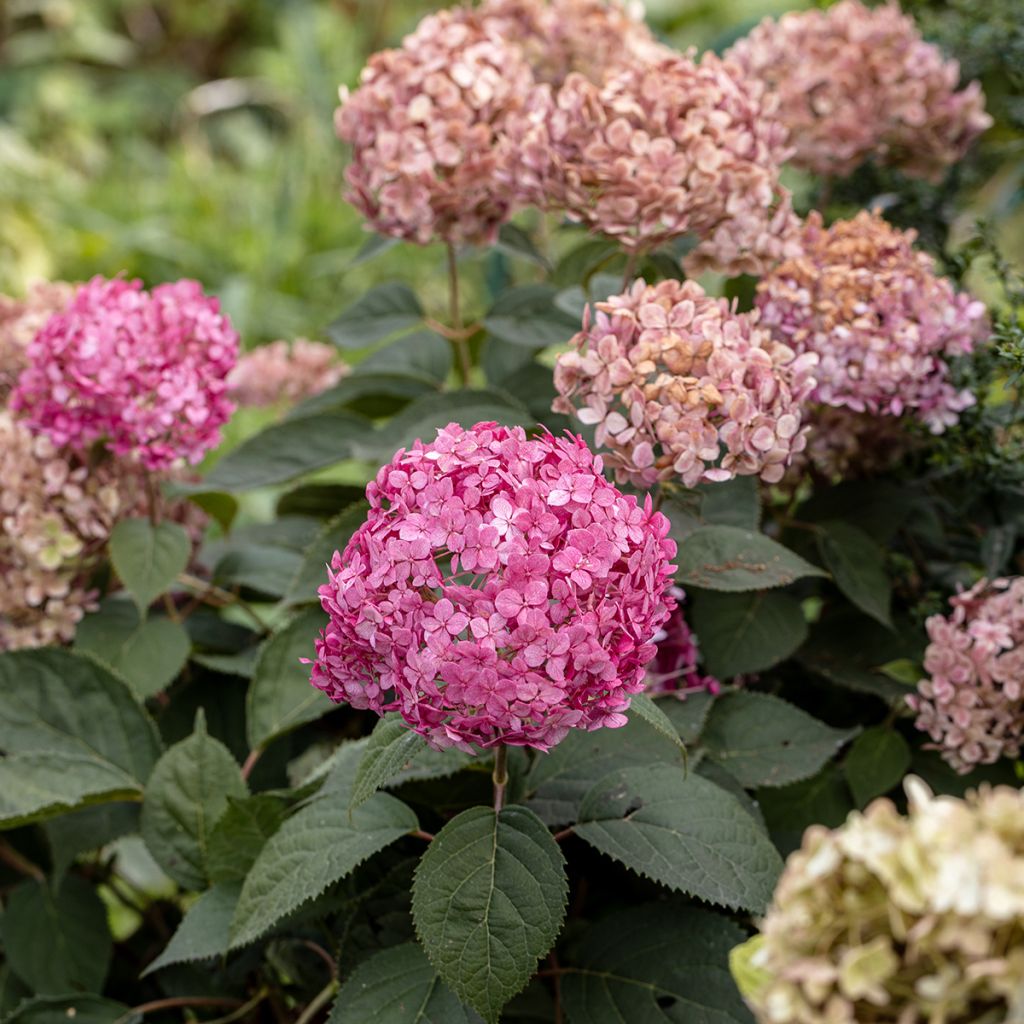 Hydrangea arborescens Candybelle Bubblegum - sneeuwballenhortensia
