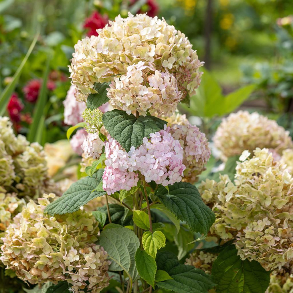 Hydrangea arborescens Candybelle Bubblegum - sneeuwballenhortensia
