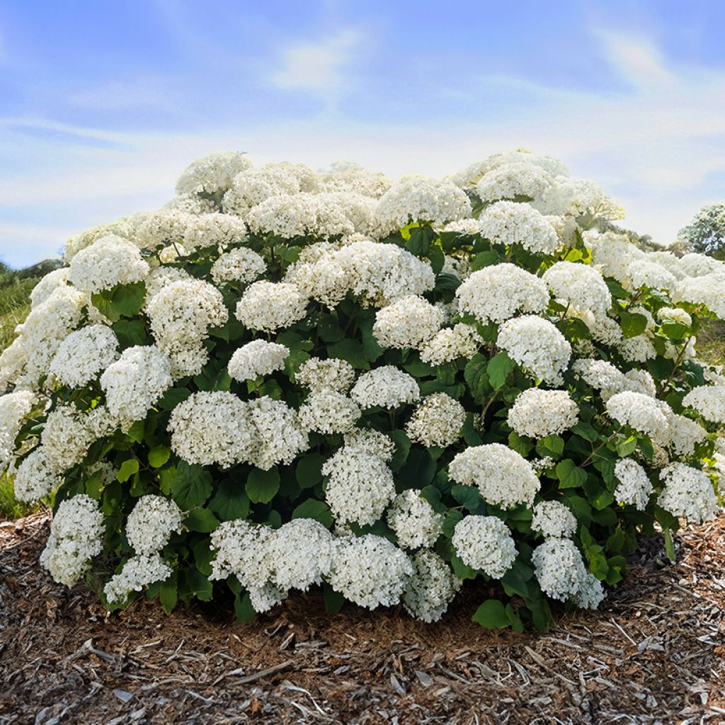 Hydrangea arborescens BALful FlowerWOW - Struikhortensia