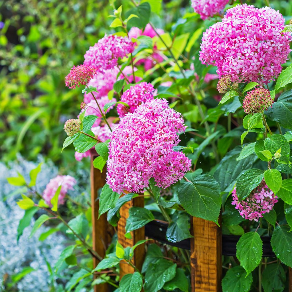 Hydrangea arborescens Pink Annabelle - struikhortensia