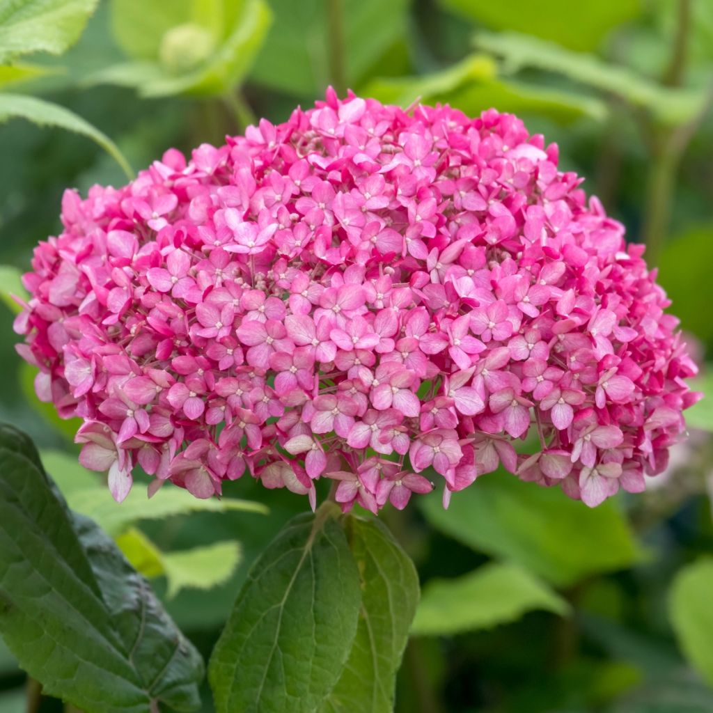 Hydrangea arborescens Ruby Annabelle - struikhortensia