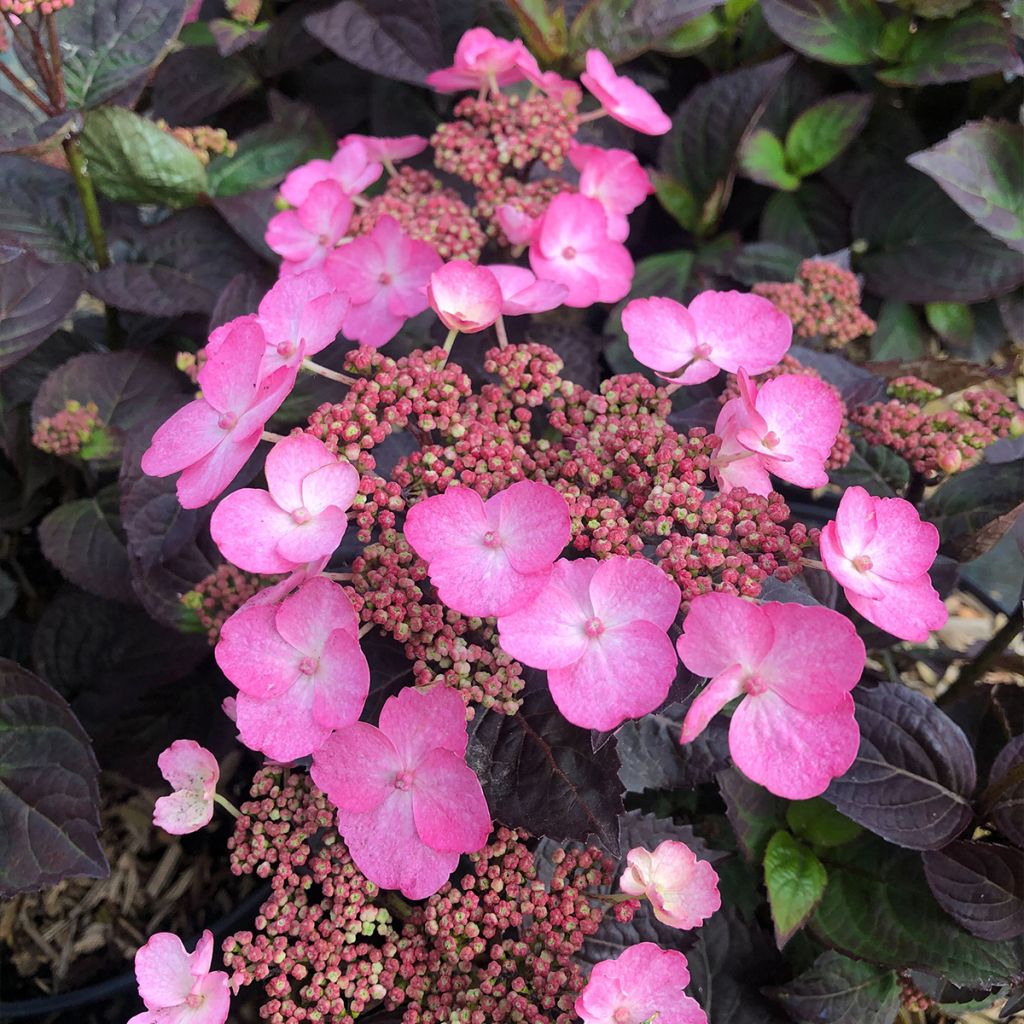 Hydrangea Daredevil - Schermhortensia