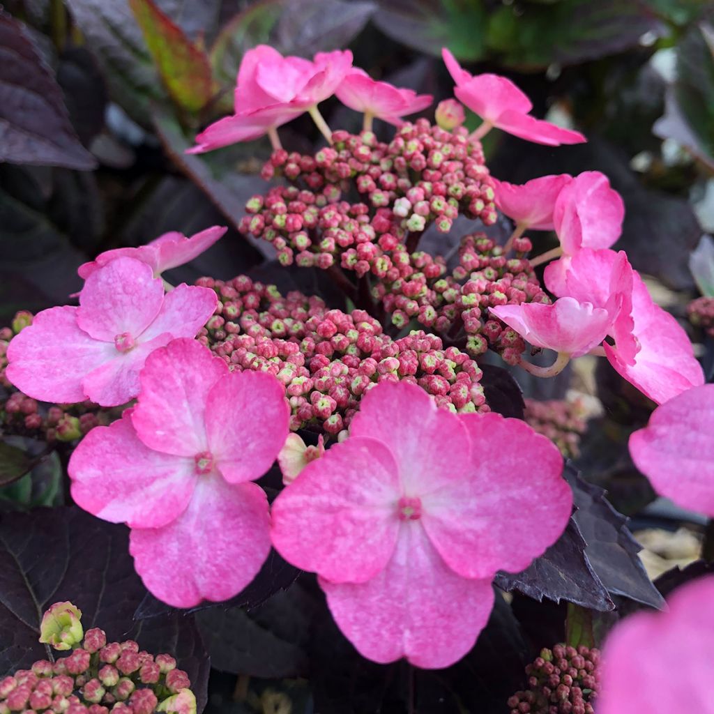 Hydrangea Daredevil - Schermhortensia