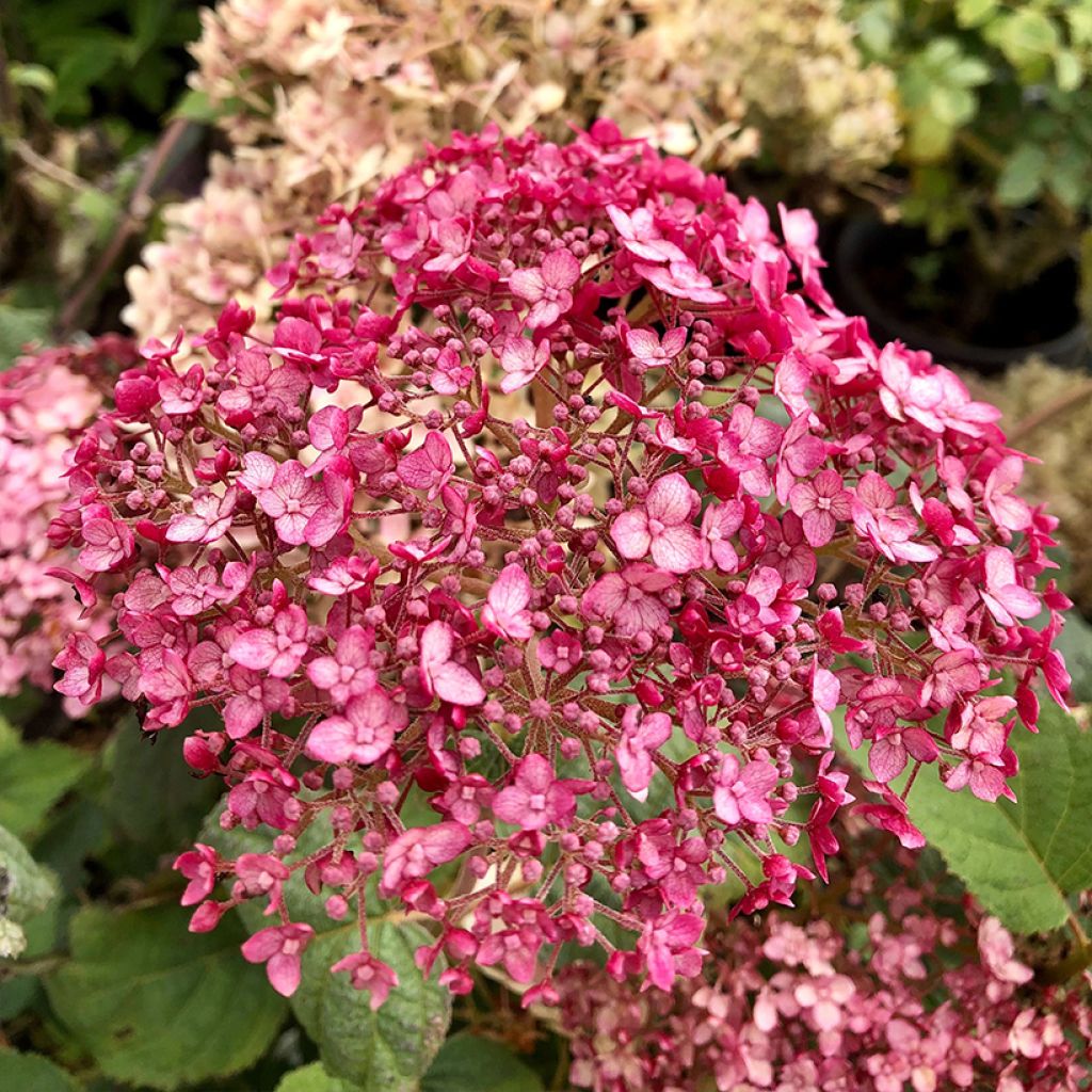 Hydrangea arborescens Sweet Annabelle - sneeuwballenhortensia