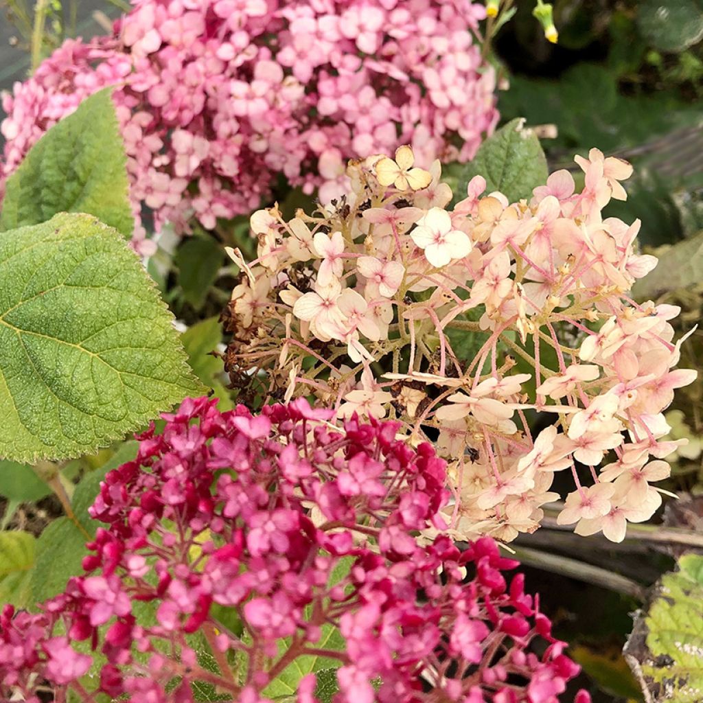 Hydrangea arborescens Sweet Annabelle - sneeuwballenhortensia