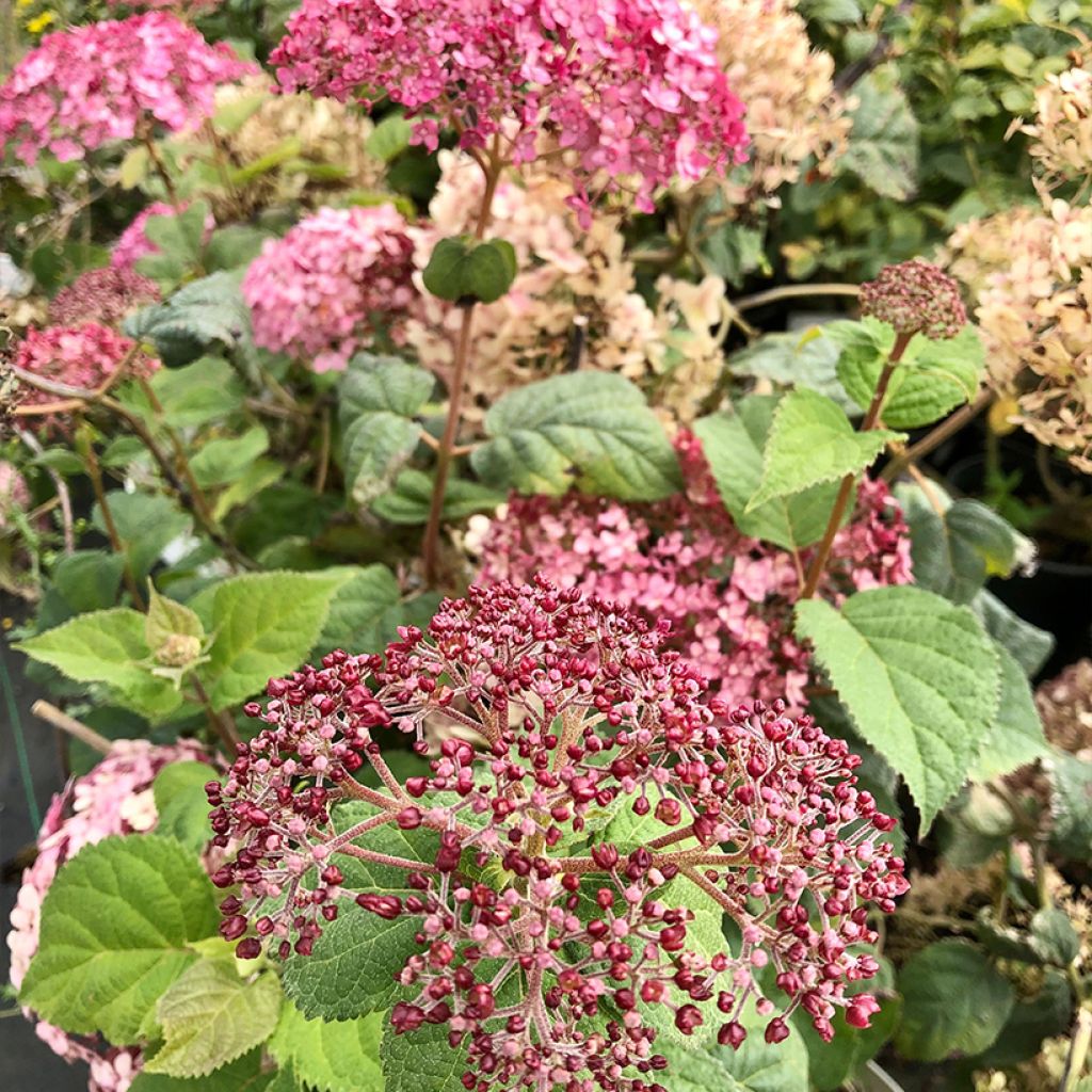 Hydrangea arborescens Sweet Annabelle - sneeuwballenhortensia