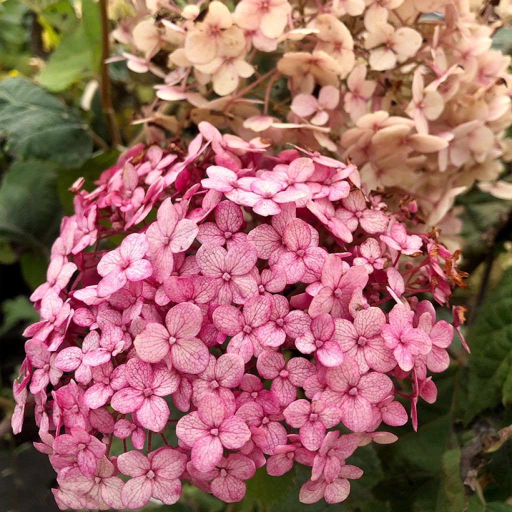 Hydrangea arborescens Sweet Annabelle - sneeuwballenhortensia