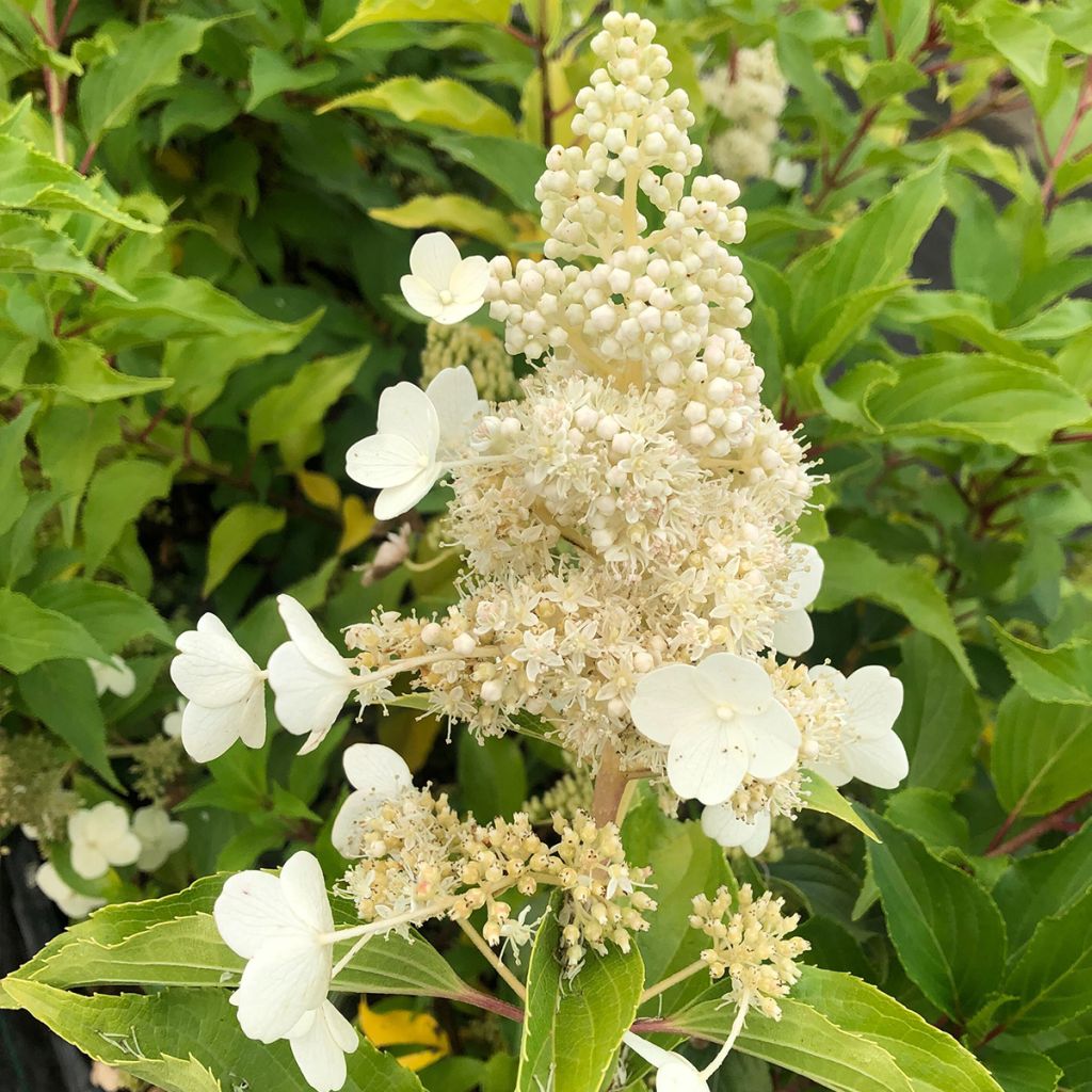 Hydrangea paniculata Kyushu - Pluimhortensia