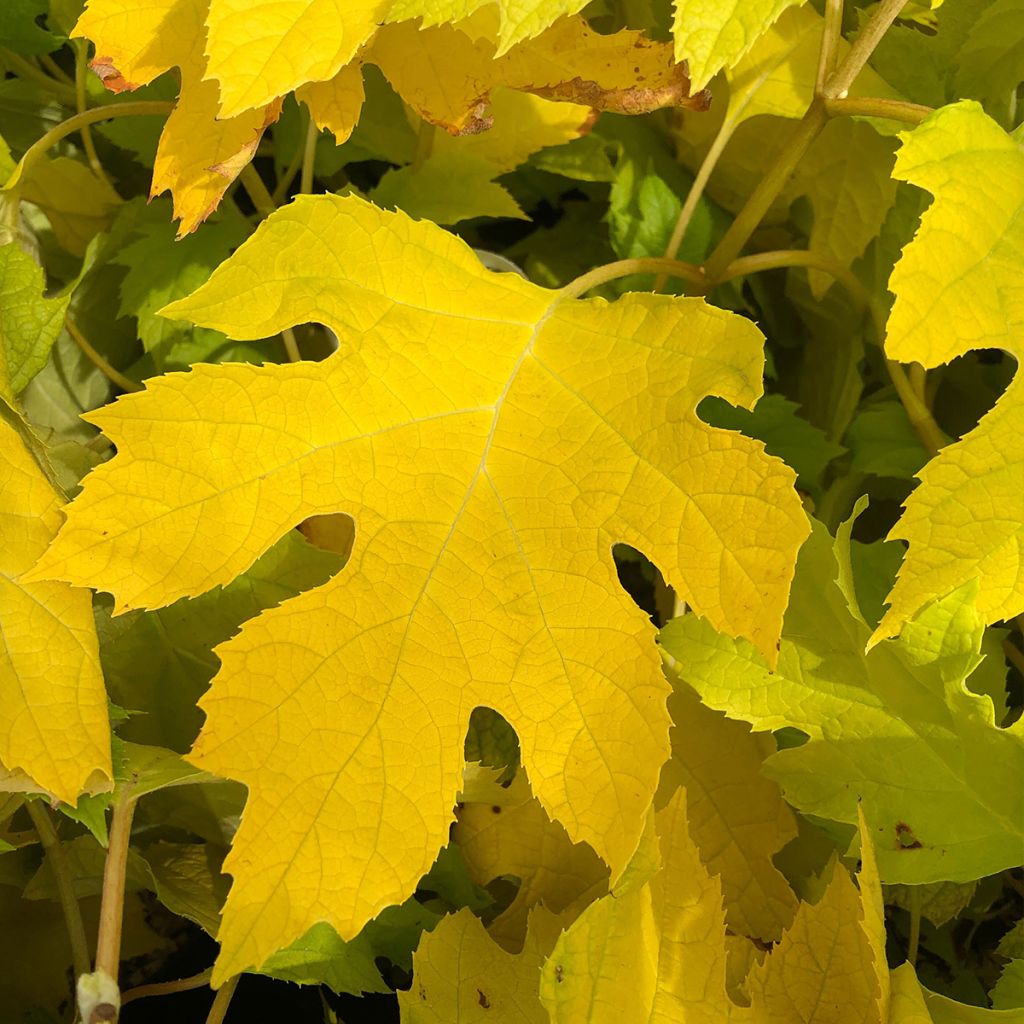 Hydrangea quercifolia Little Honey - Eikenbladhortensia