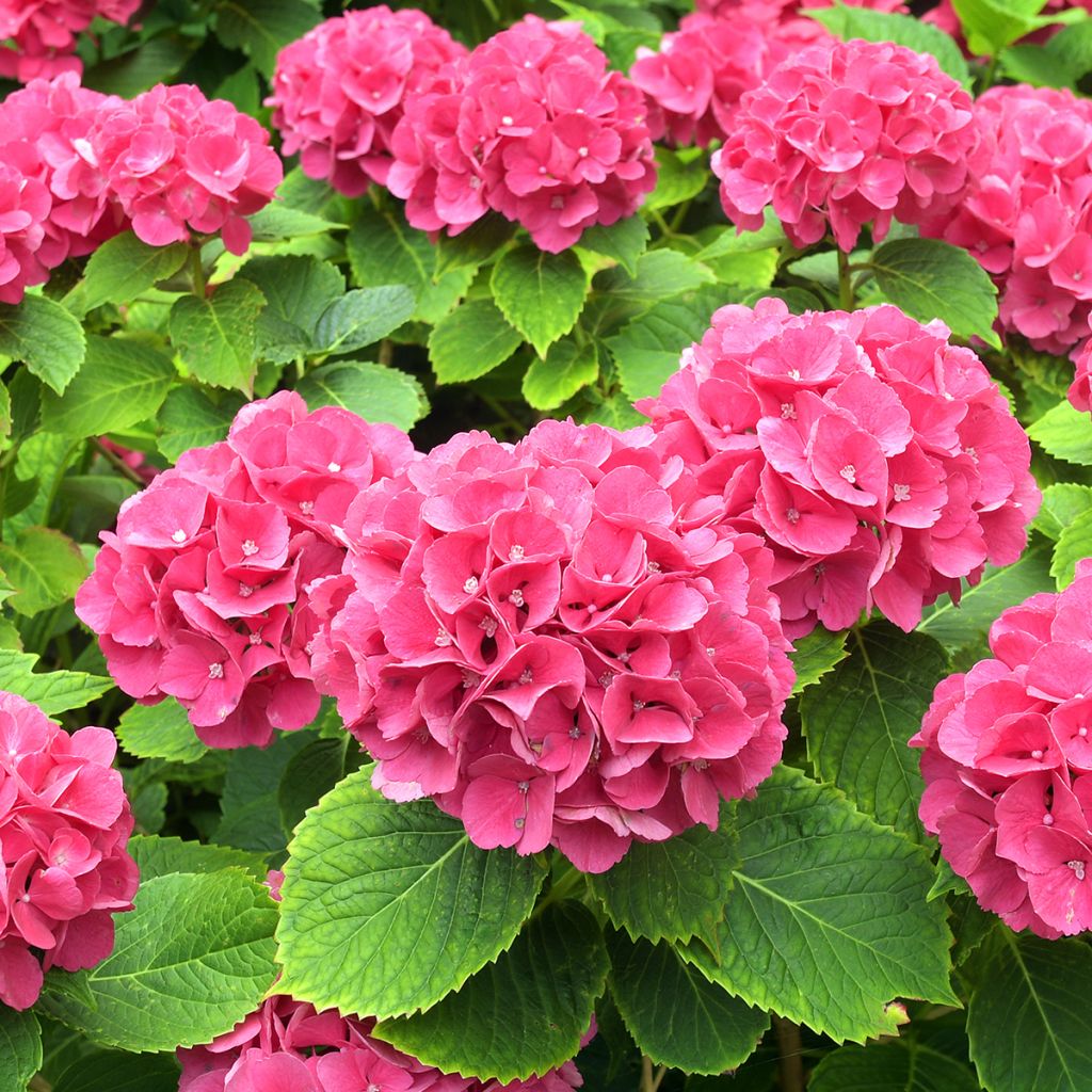 Boerenhortensia Alpenglühen