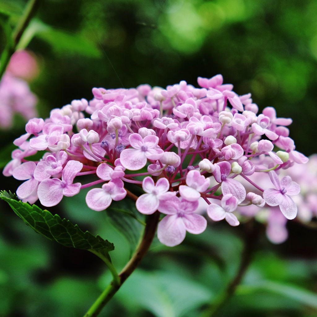 Hydrangea macrophylla Ayesha - Bolhortensia
