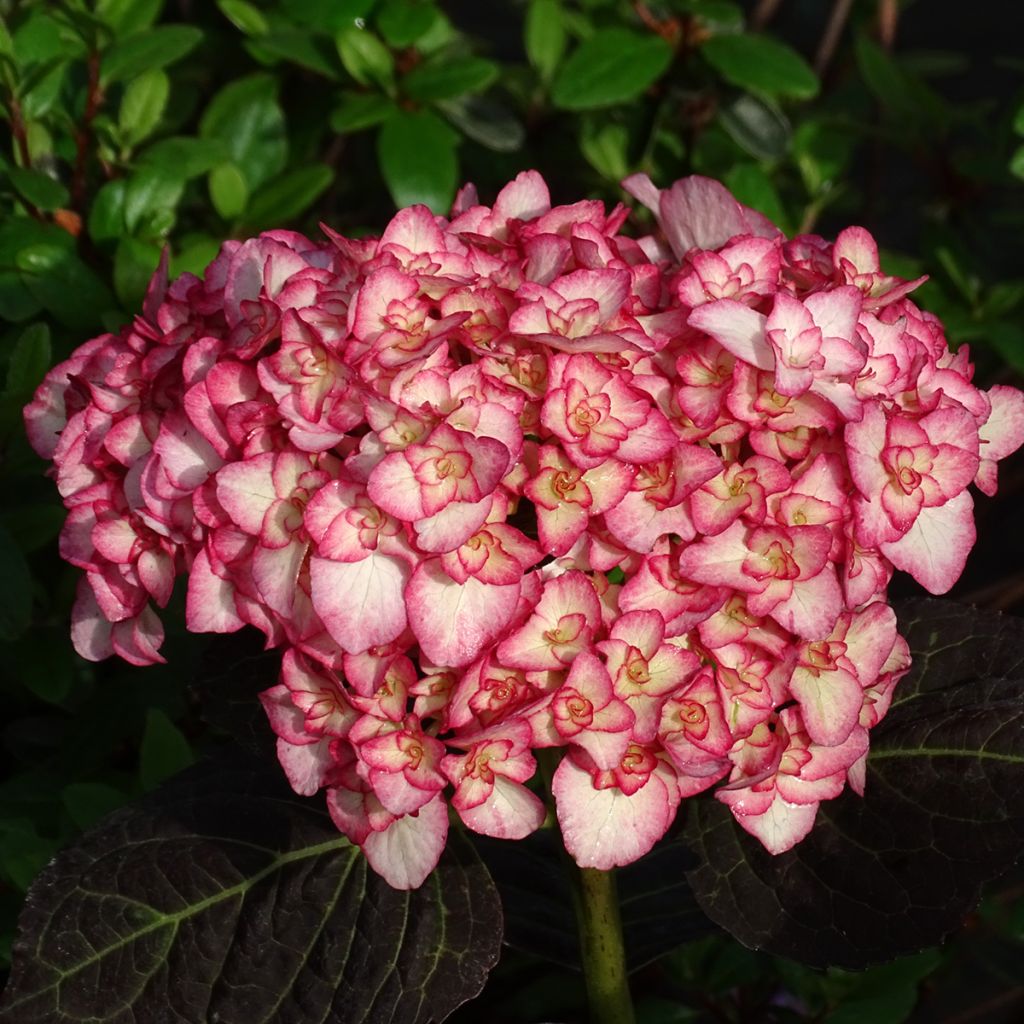 Hydrangea macrophylla Miss Saori - Bolhortensia