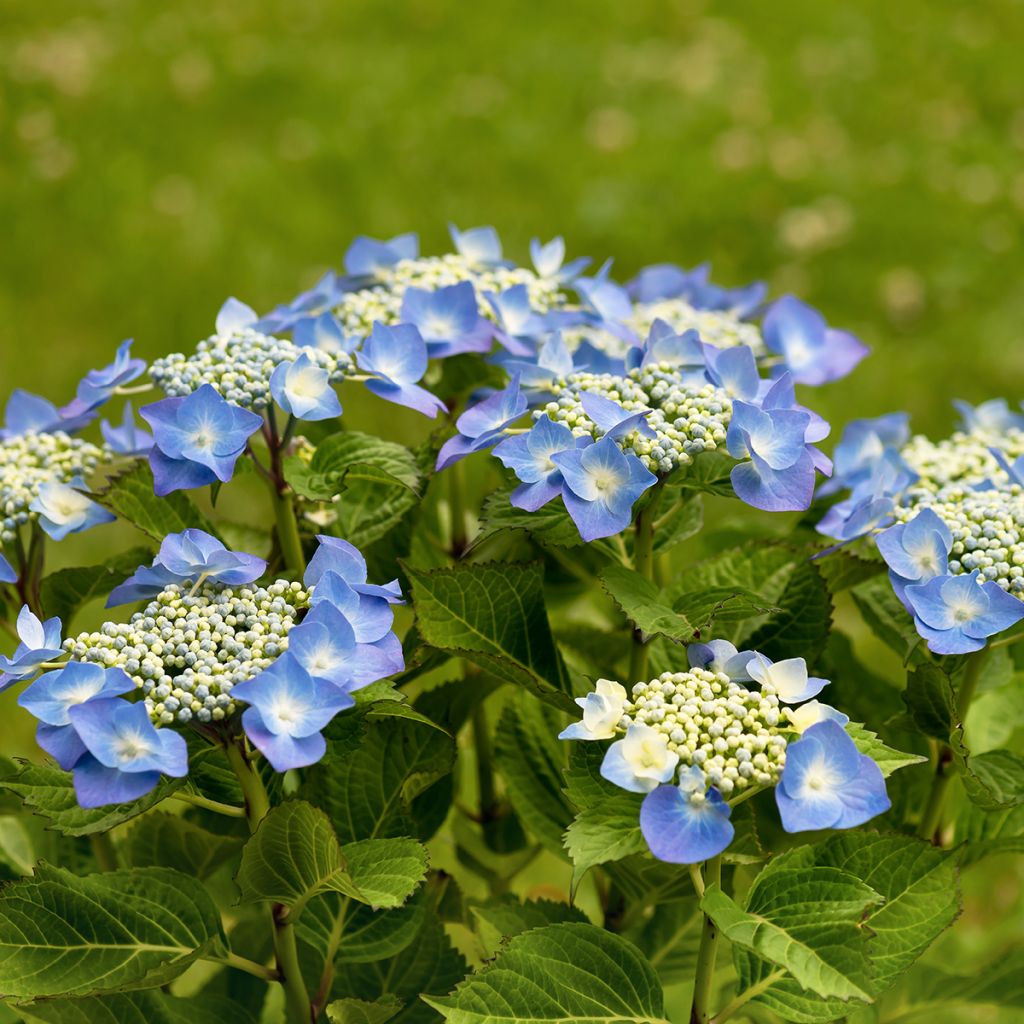 Schermhortensia Teller Blue - Schermhortensia