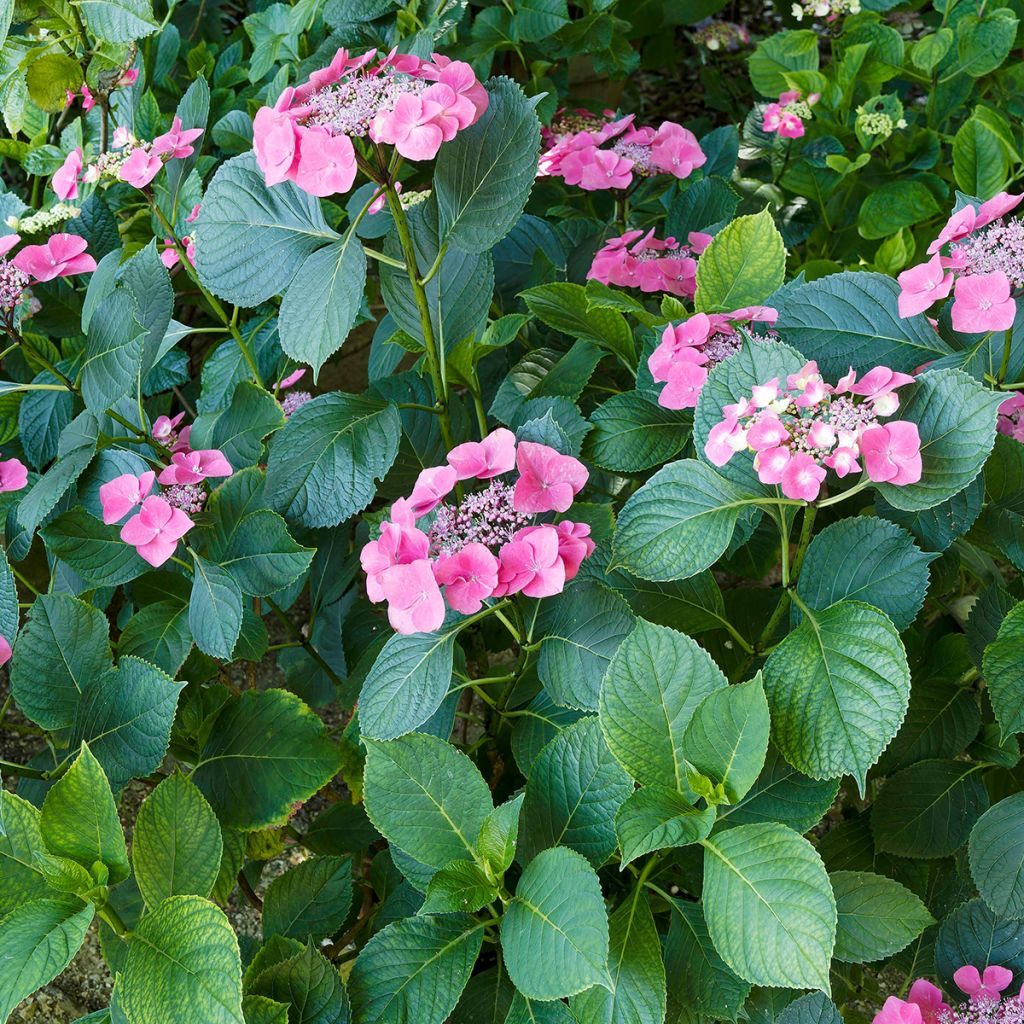 Hydrangea macrophylla Teller Red -  - Schermhortensia