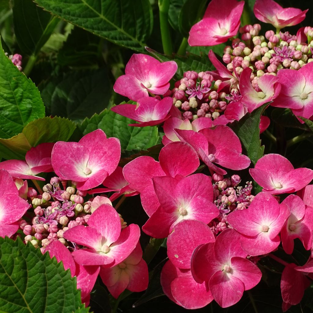 Hydrangea macrophylla Teller Red -  - Schermhortensia