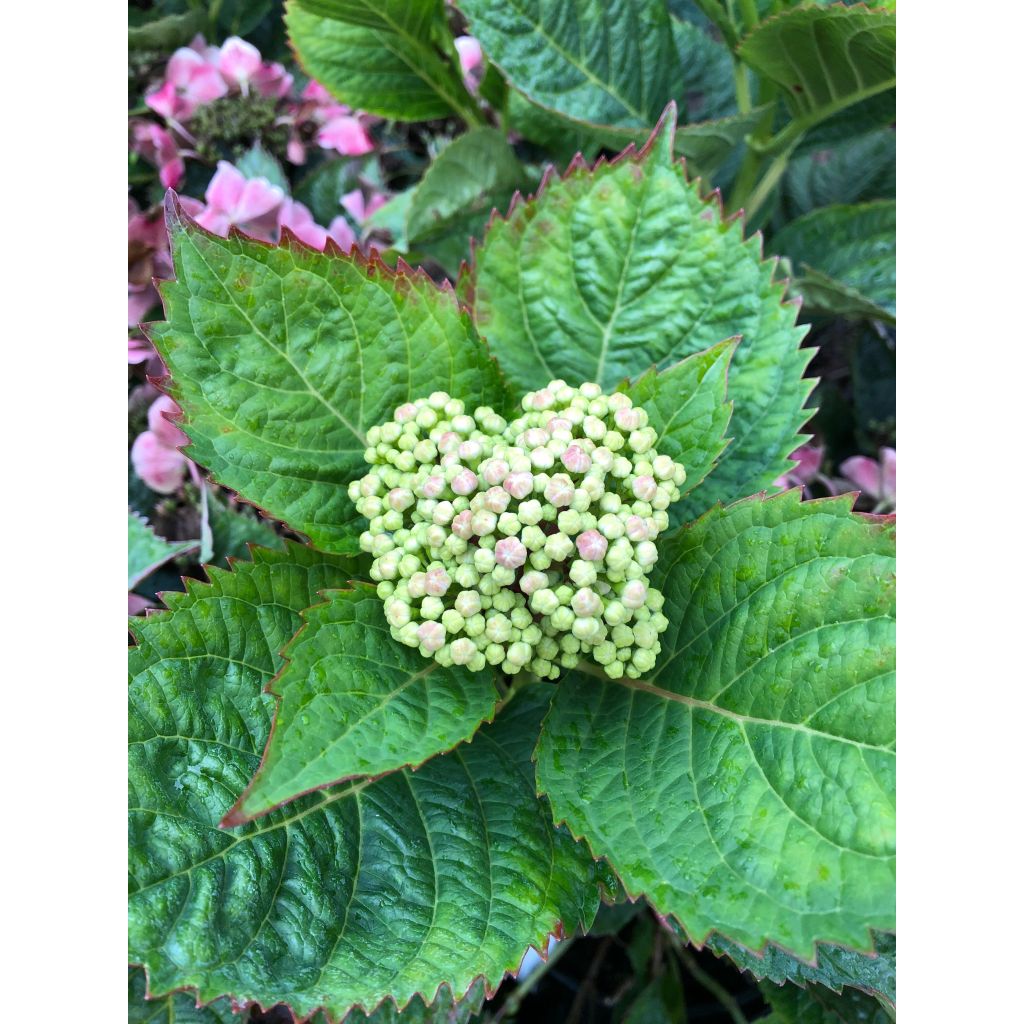 Hydrangea macrophylla Teller Red -  - Schermhortensia