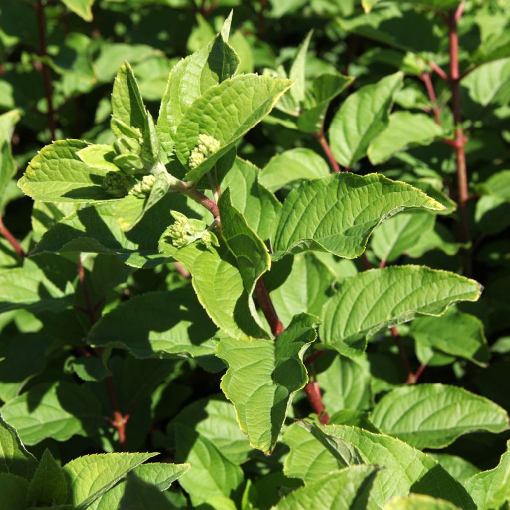 Hydrangea paniculata Polar Bear - Pluimhortensia