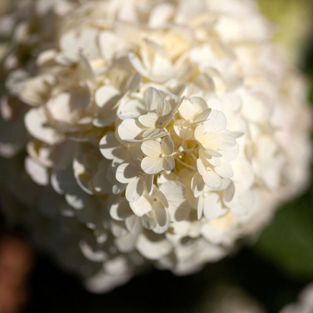 Hydrangea paniculata Polar Bear - Pluimhortensia