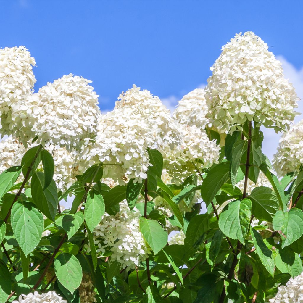 Hydrangea paniculata Polar Bear - Pluimhortensia