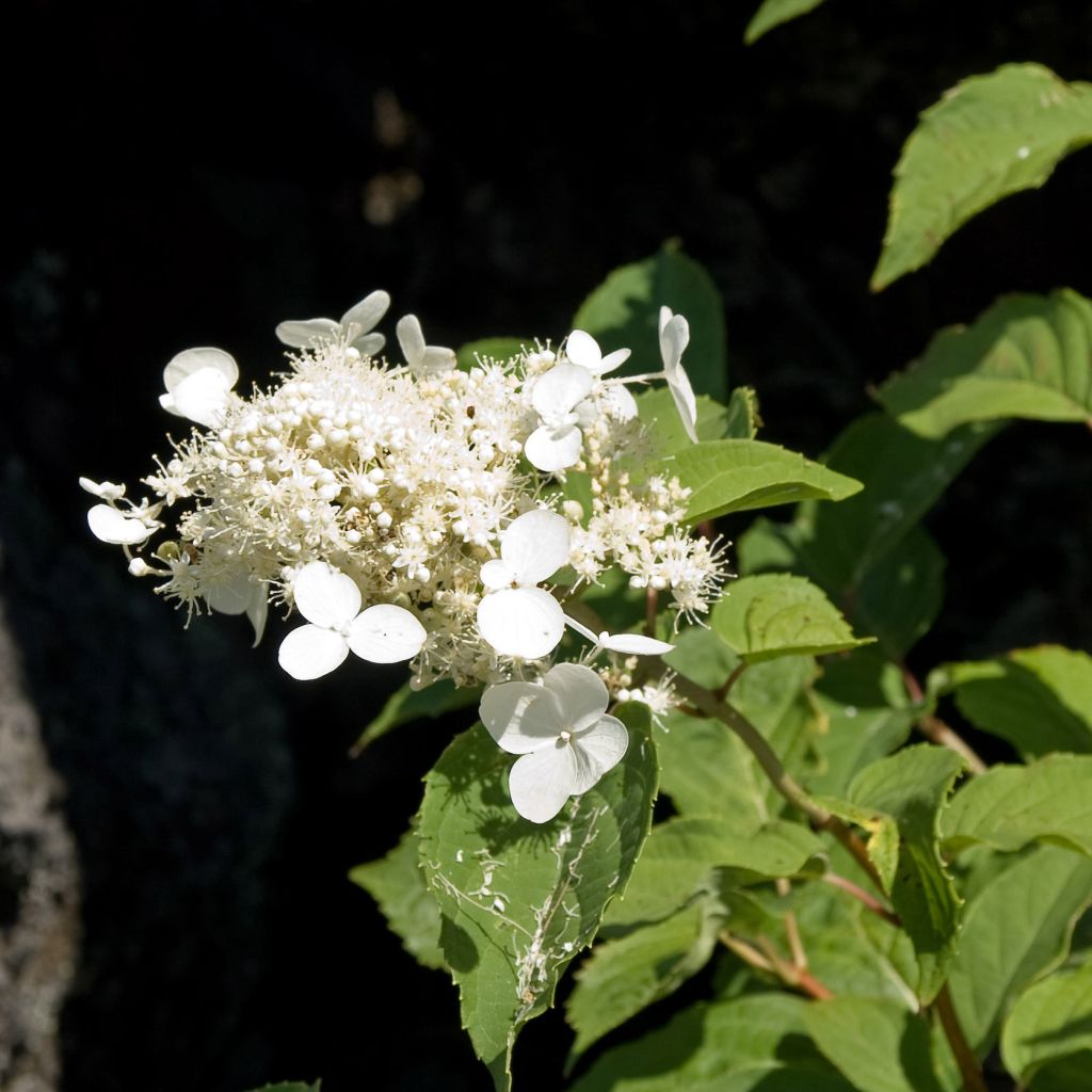 Hydrangea paniculata White Moth - Hortensia
