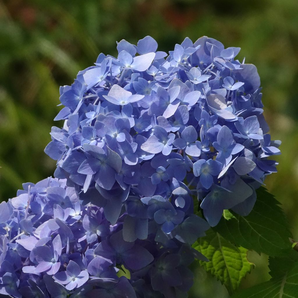 Hydrangea macrophylla Endless Summer The Original Blue - Bolhortensia