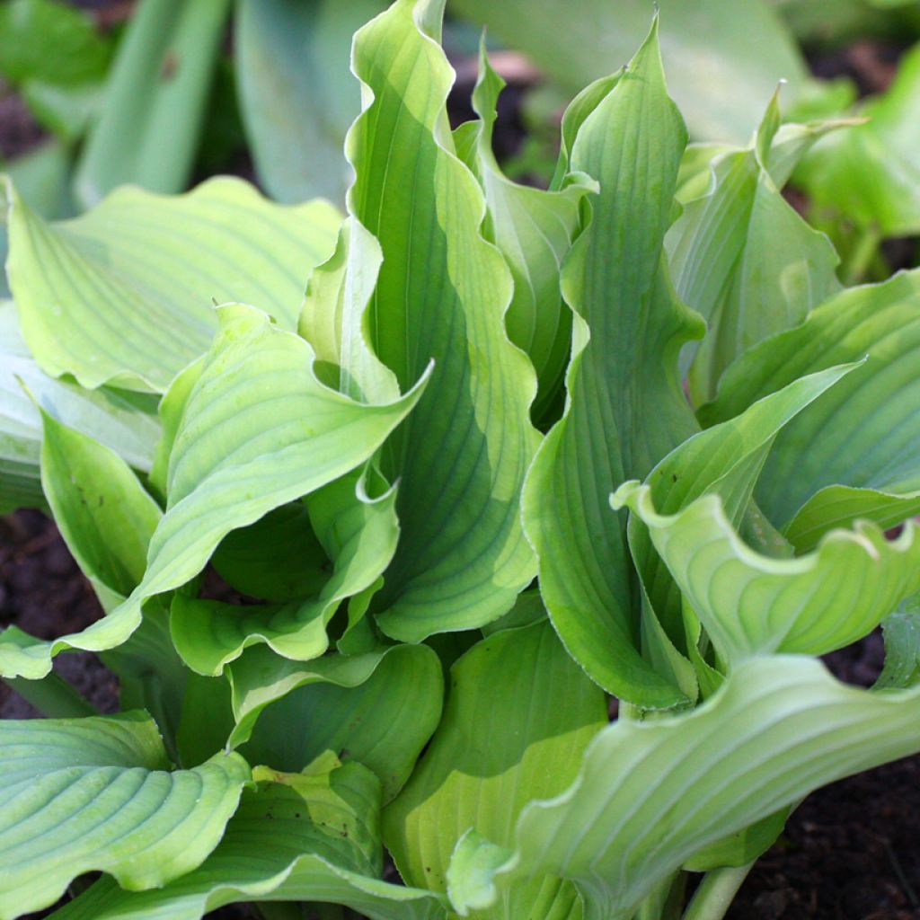Hosta Blue Cascade - Hartlelie