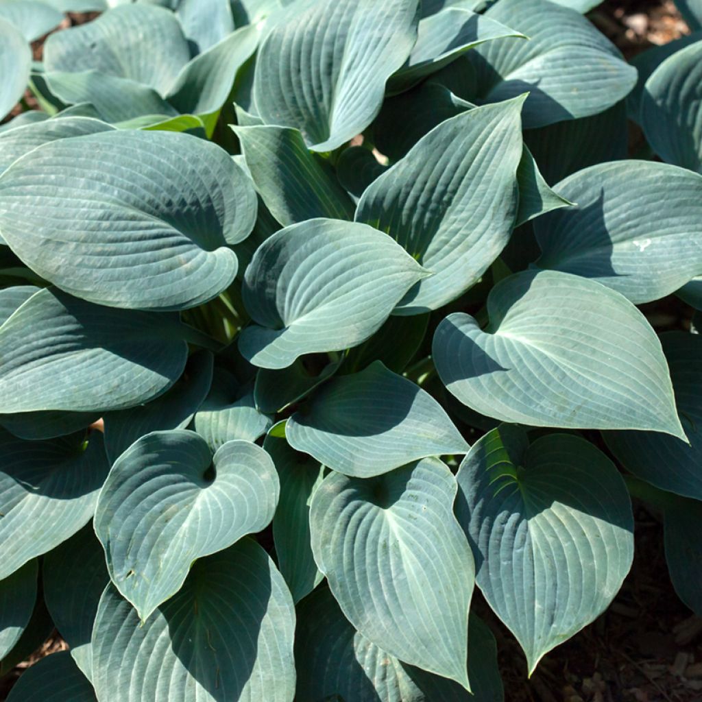 Hosta Blue Mammoth - Hartlelie