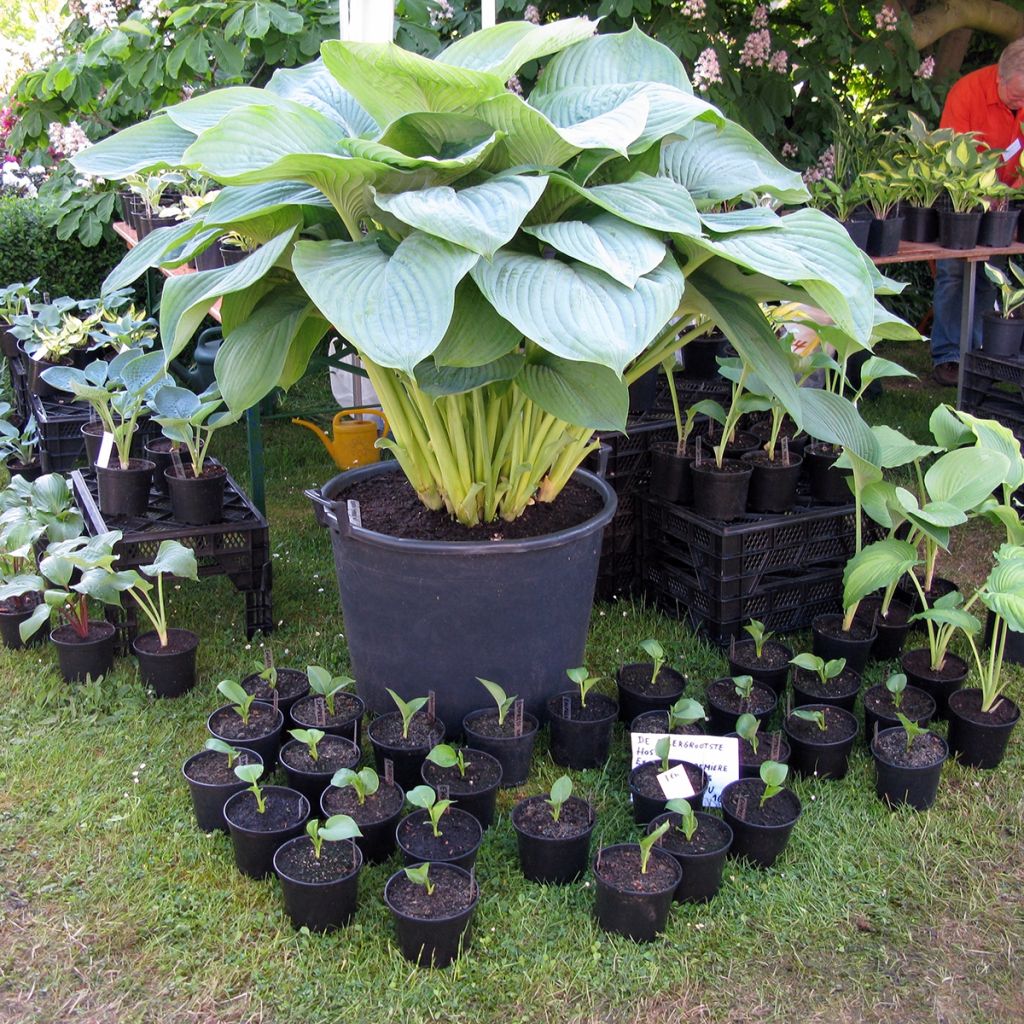 Hosta Empress Wu - Hartlelie