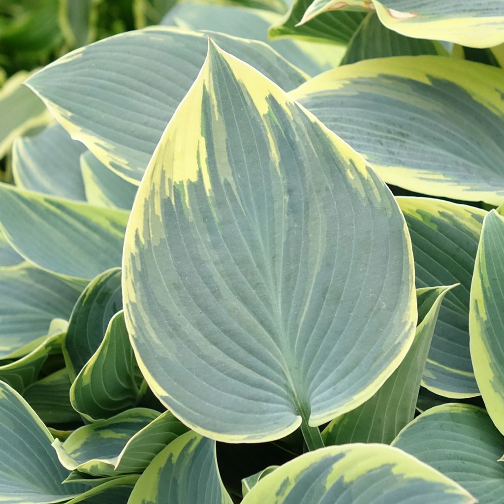 Hosta First Frost - Hartlelie