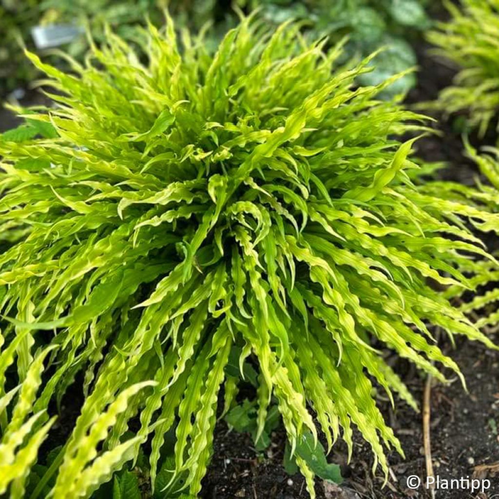 Hosta Party Streamers - Hartlelie