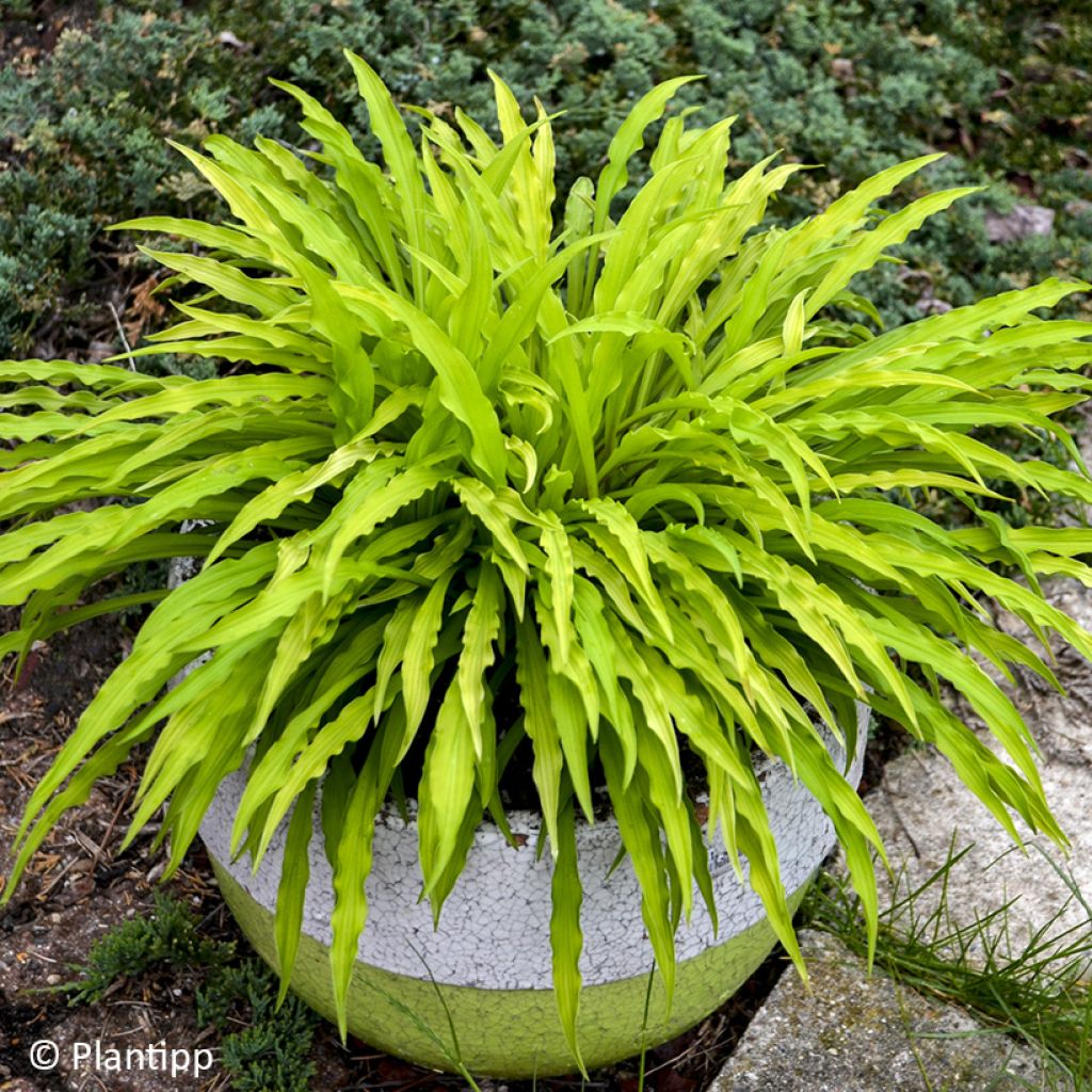 Hosta Party Streamers - Hartlelie