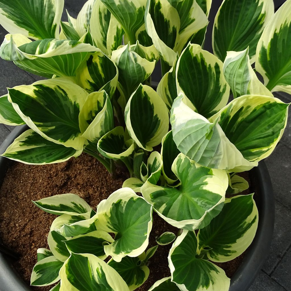 Hosta fortunei Patriot - Hartlelie