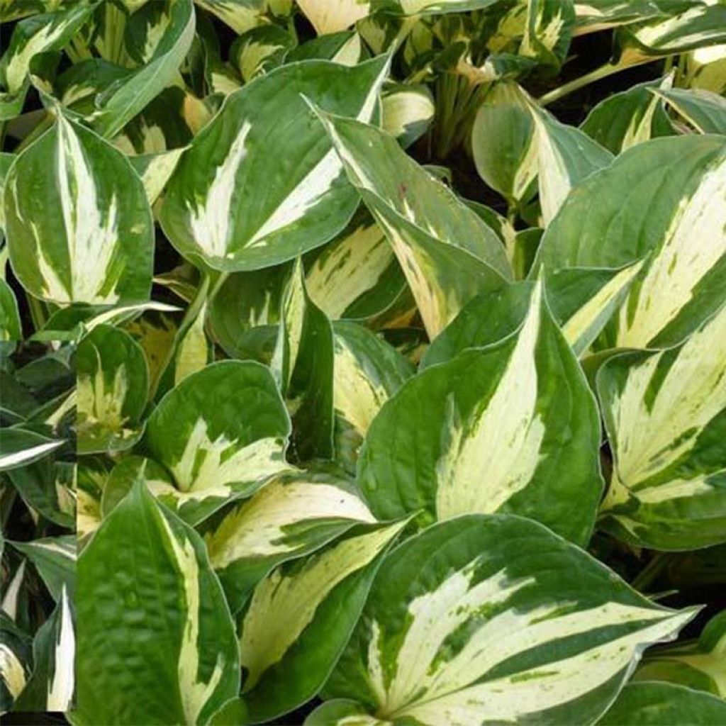 Hosta Revolution - Hartlelie