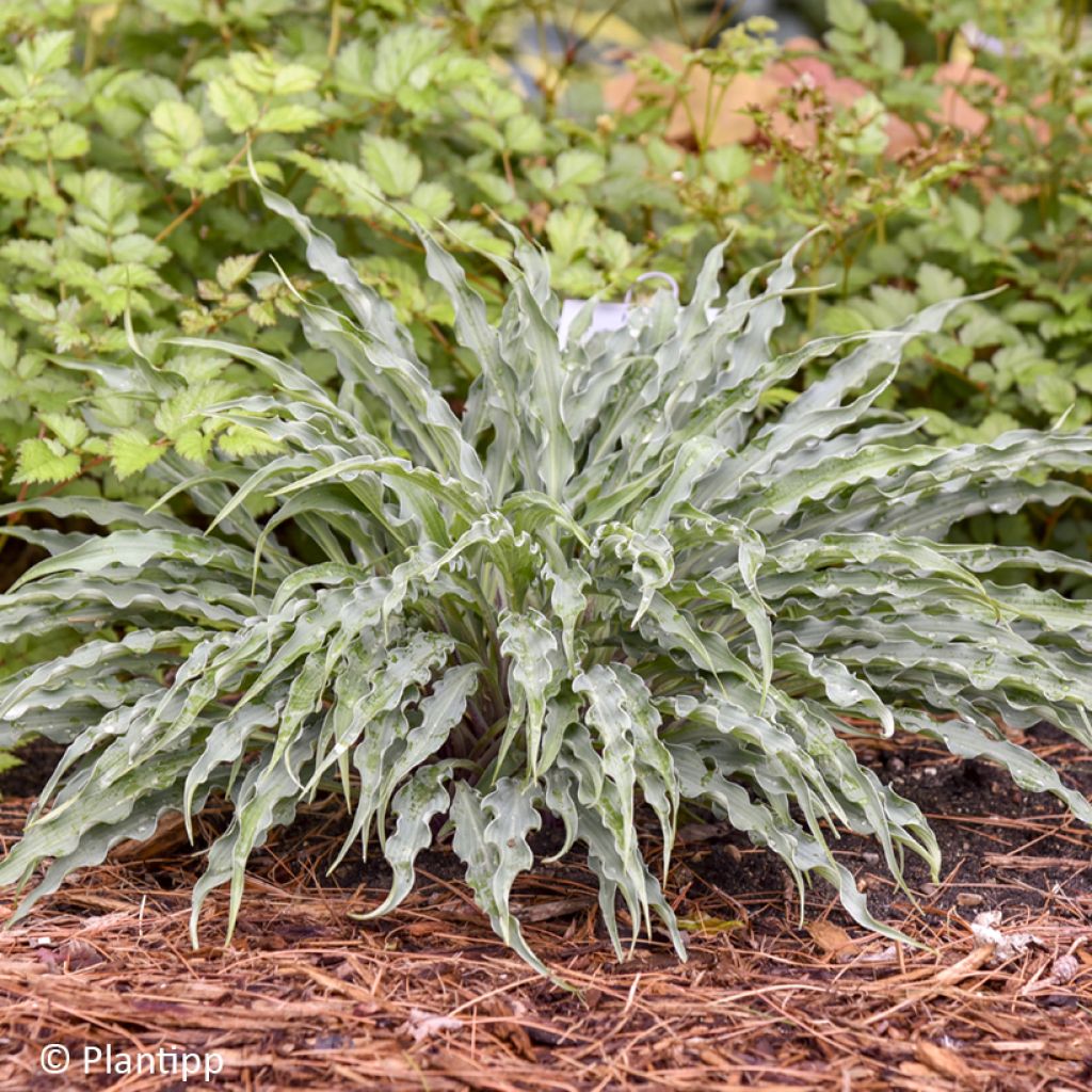 Hosta Silly String - Hartlelie