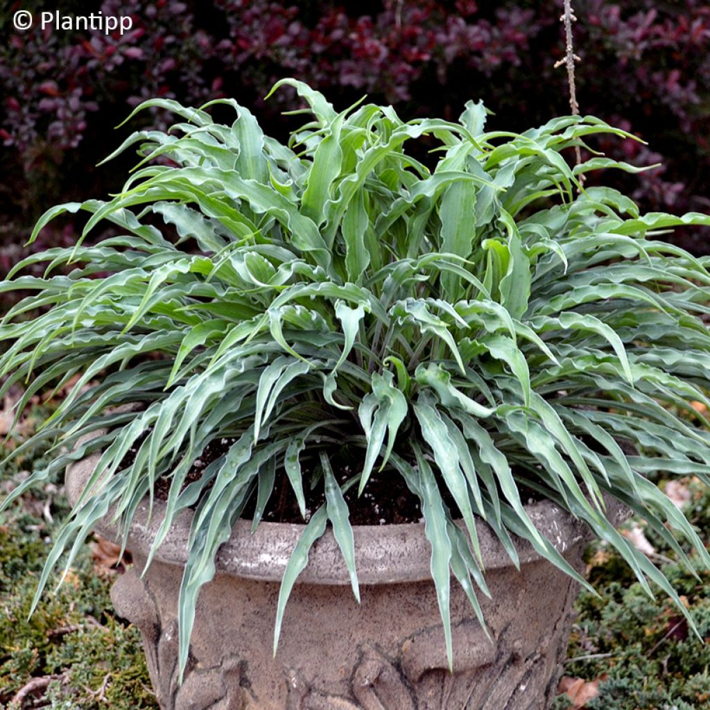 Hosta Silly String - Hartlelie