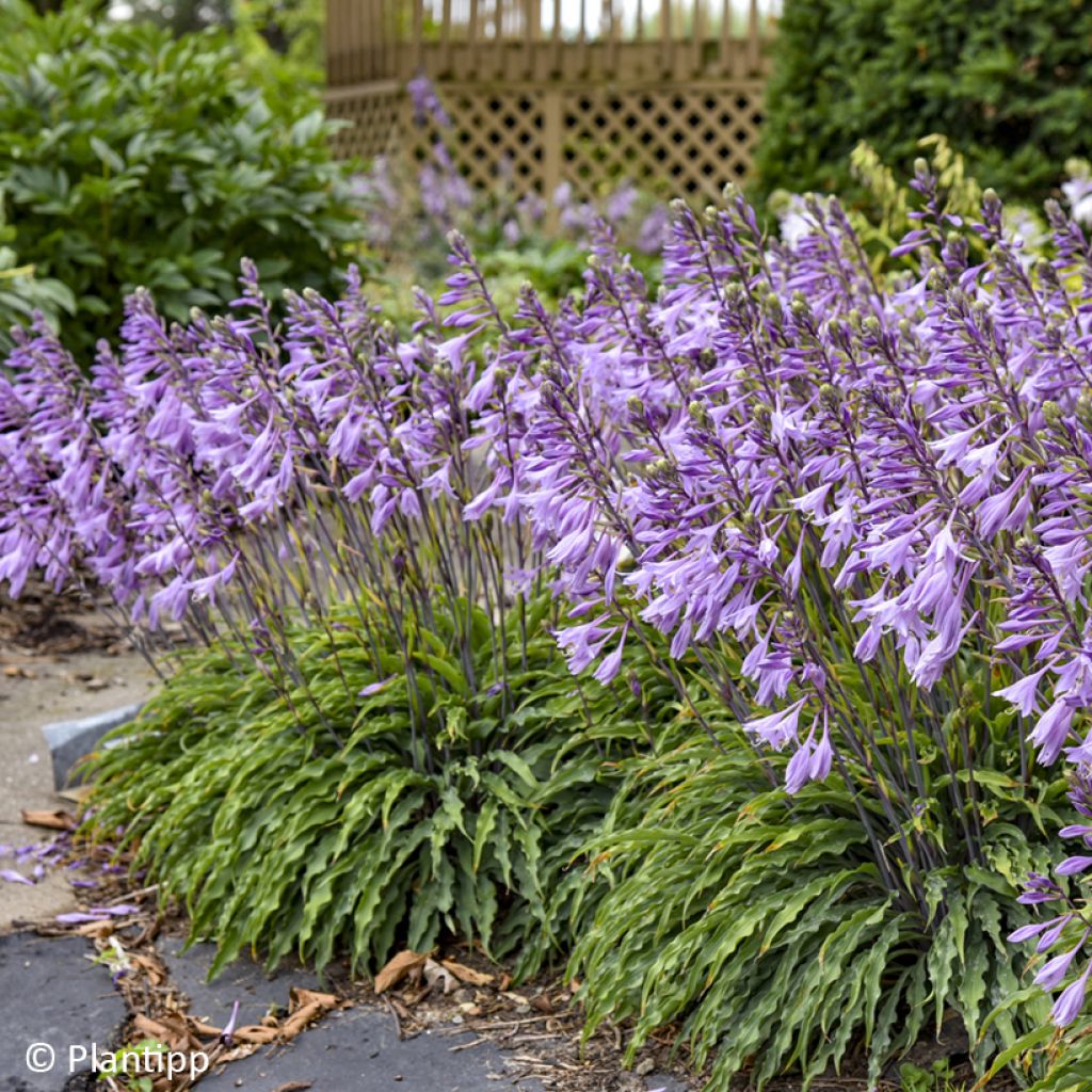 Hosta Silly String - Hartlelie