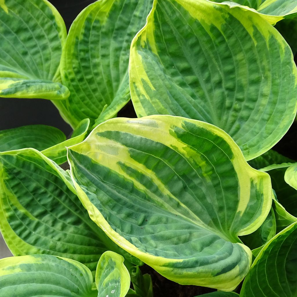 Hosta Sugar Daddy - Hartlelie