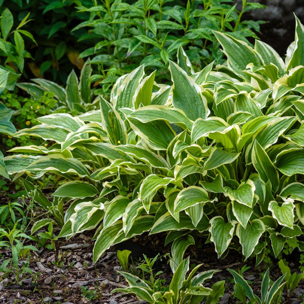 Hosta gracillima Variegata - Hartlelie