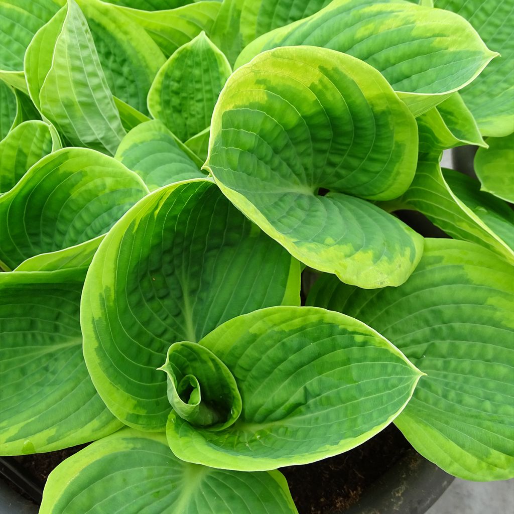 Hosta sieboldiana Frances Williams - Hartlelie