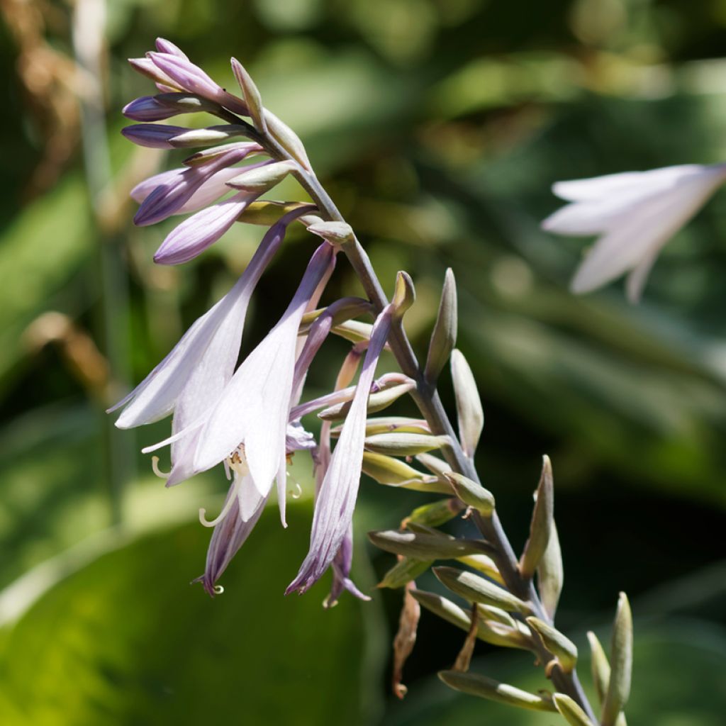 Hosta undulata albomarginata - Hartlelie