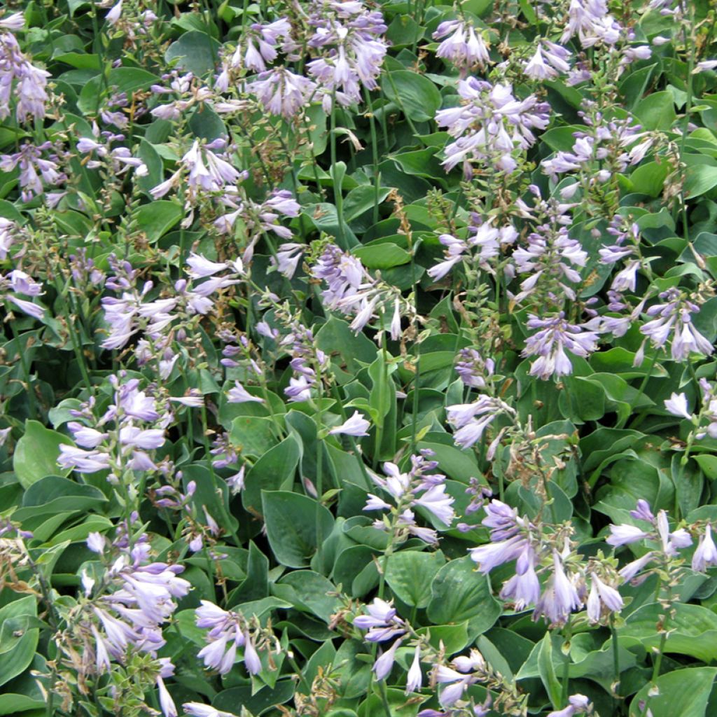 Hosta Blue Cadet - Hartlelie