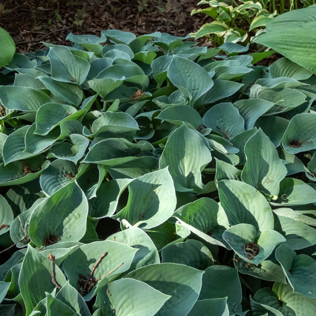 Hosta Blue Cadet - Hartlelie