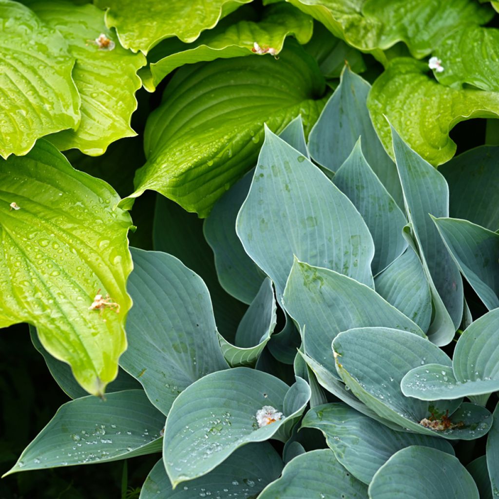 Hosta Blue Cadet - Hartlelie