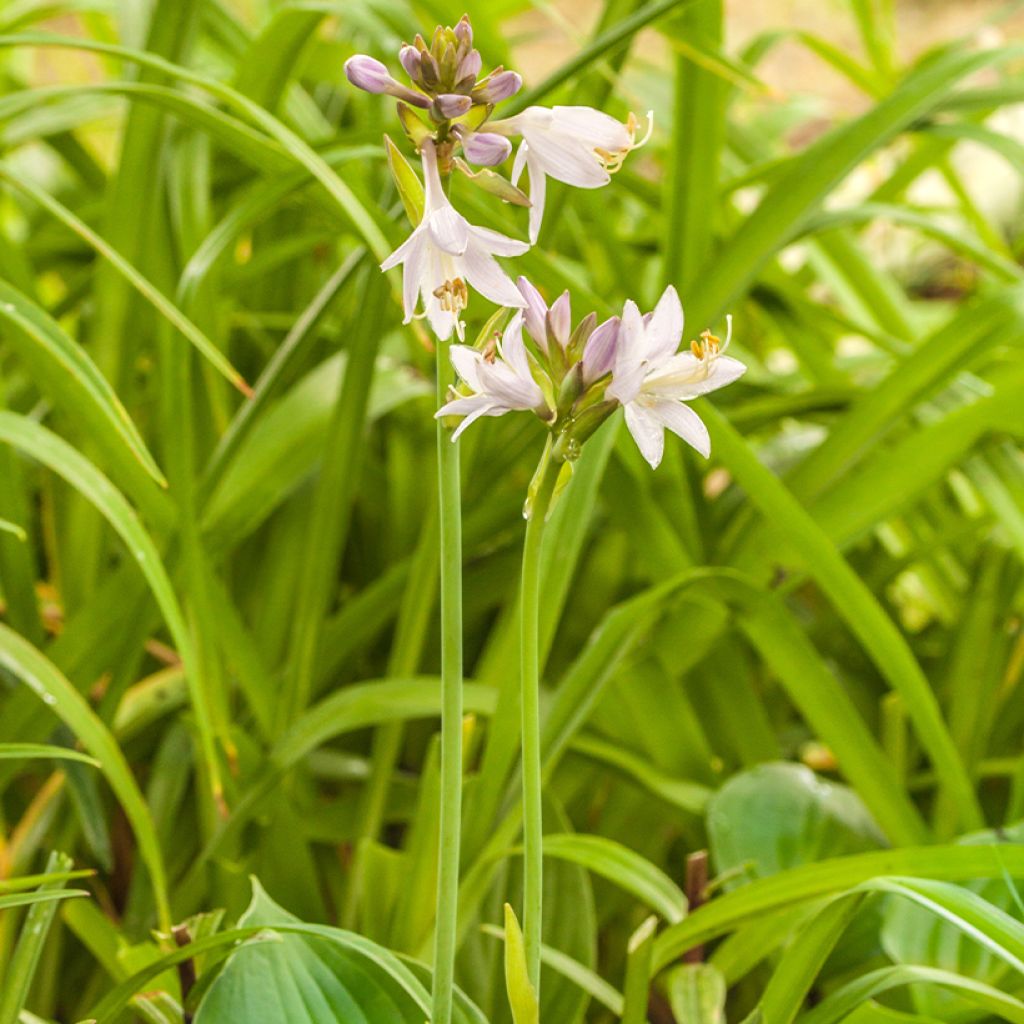 Hosta Blue Cadet - Hartlelie
