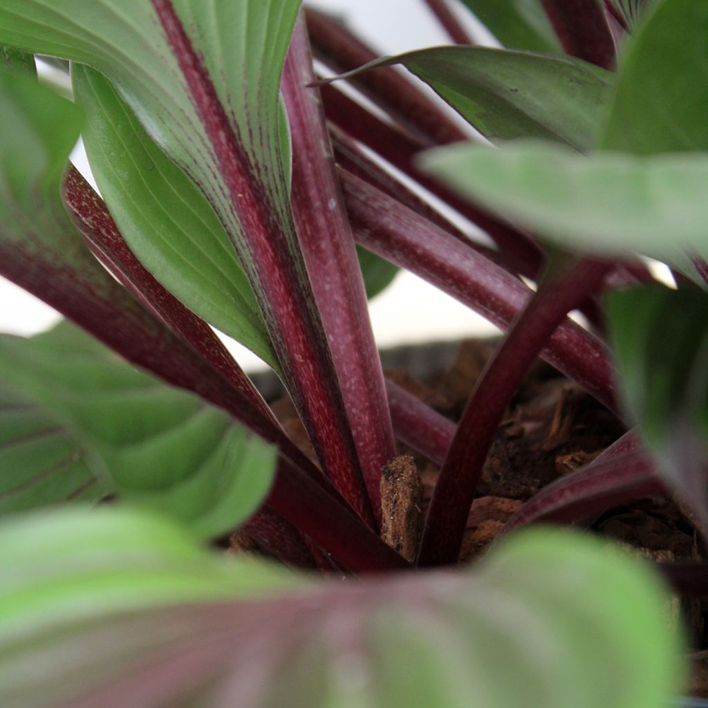 Hosta Red Ninja - Hartlelie
