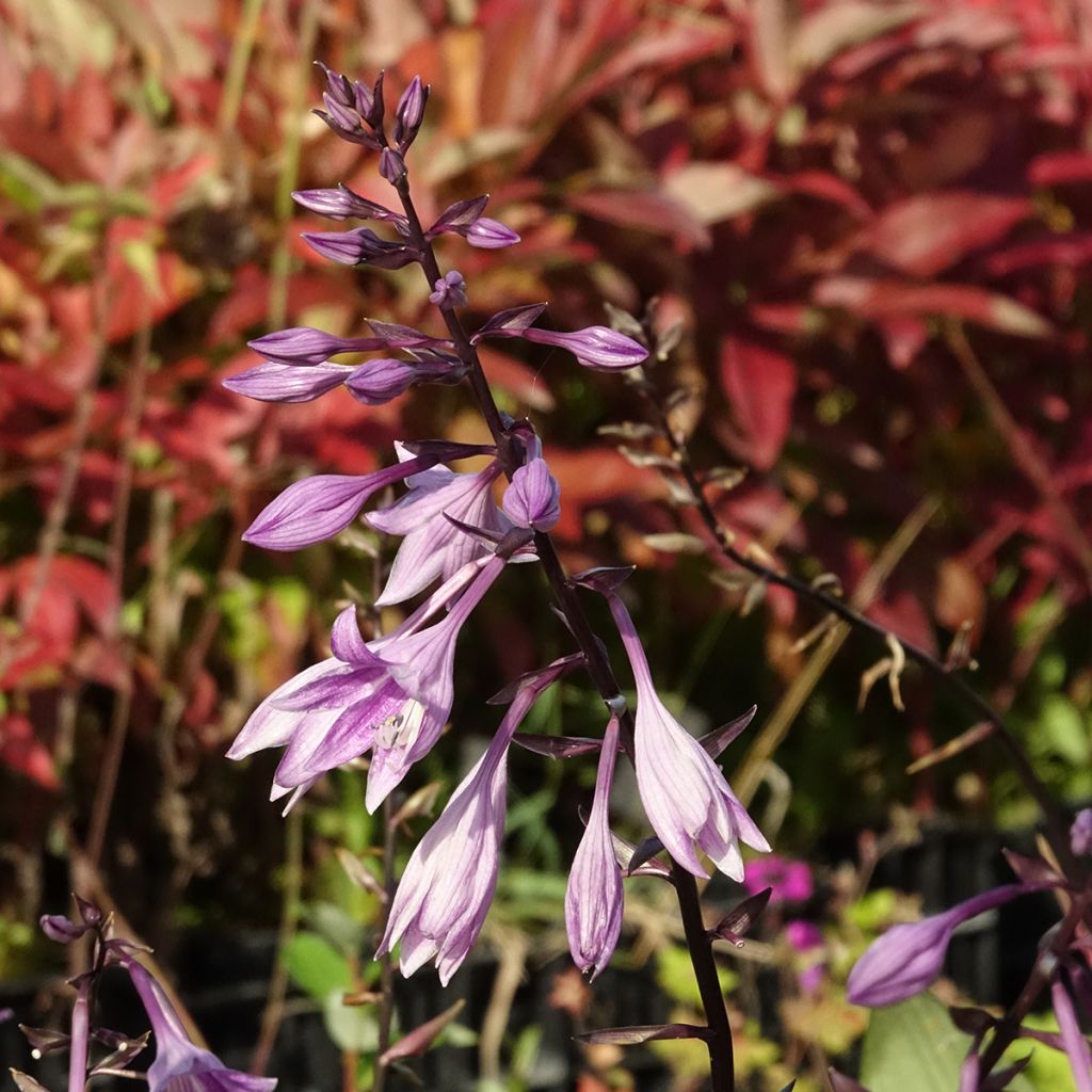 Hosta Red Ninja - Hartlelie