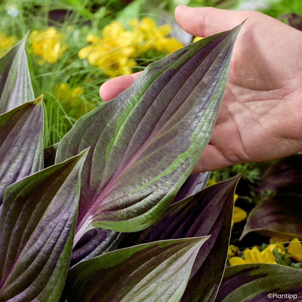 Hosta Red Ninja - Hartlelie