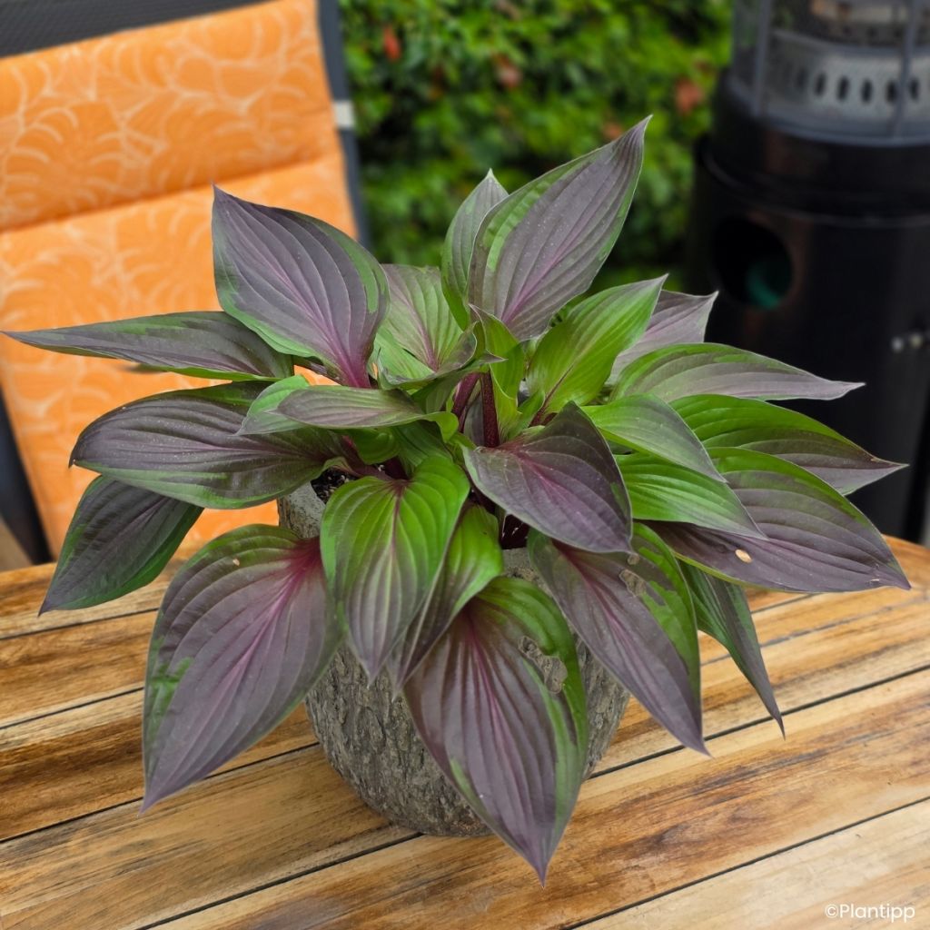 Hosta Red Ninja - Hartlelie